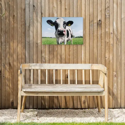 Koeien Close-up Tuinposter op houten frame 2 cm dik klein -sfeer4