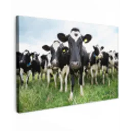 Nieuwsgierige koeien Tuinposter op houten frame 2 cm dik klein -3d