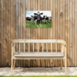Nieuwsgierige koeien Tuinposter op houten frame 2 cm dik klein -sfeer4