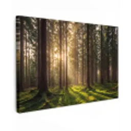 Bos - Gras - Zonlicht Tuinposter op houten frame 2 cm dik klein -3d