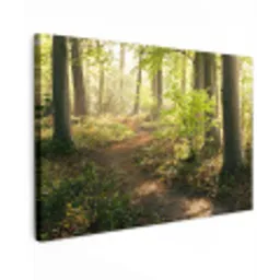 Bospad bij zonsopgang Tuinposter op houten frame 2 cm dik klein -3d