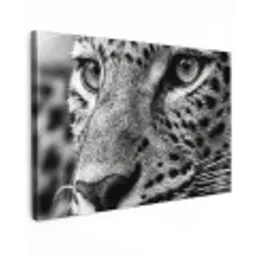 Luipaard - Zwart - Wit - Oog Tuinposter op houten frame 2 cm dik klein -3d