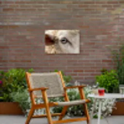 Schaap - Oog - Wit Tuinposter op houten frame 2 cm dik klein -sfeer3