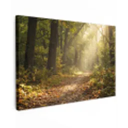 Zonlicht - Bospad - Bomen Tuinposter op houten frame 2 cm dik klein -3d