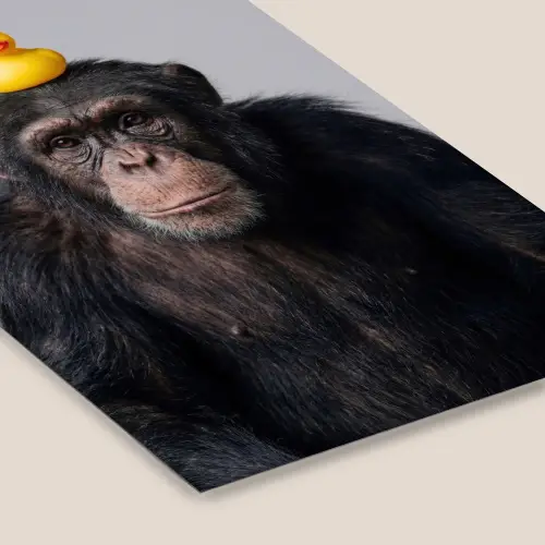 Chimpansee - Badeend - Grijs fotolijst zwart zonder passe partout klein -zsfeer6