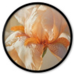 Close up - Oranje - Iris Fotolijst rond zonder passe partout klein -3d