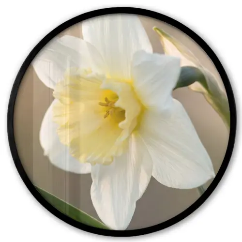 Narcis - Bloem - Minimalistisch Fotolijst rond zonder passe partout klein -3d