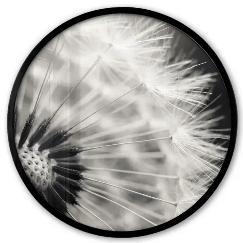 Paardenbloem - Zwart - Wit Fotolijst rond zonder passe partout klein -3d