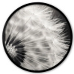 Paardenbloem - Zwart - Wit Fotolijst rond zonder passe partout klein -3d