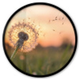 Paardenbloem - Zonsondergang - Veld Fotolijst rond zonder passe partout klein -3d