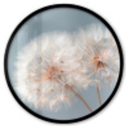 Paardenbloemen - Pluisjes - Wit Fotolijst rond zonder passe partout klein -3d