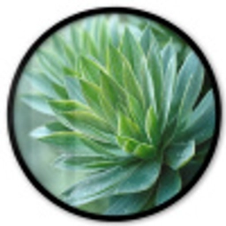 Blad - Plant - Groen - Textuur Fotolijst rond zonder passe partout klein -3d