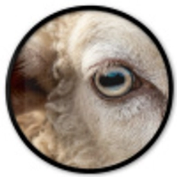 Schaap - Oog - Wit Fotolijst rond zonder passe partout klein -3d