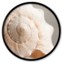 Schelp - Detail - Beige Fotolijst rond zonder passe partout klein -3d