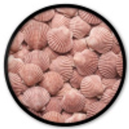 Schelpen - Patroon - Roze Fotolijst rond zonder passe partout klein -3d