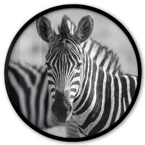 Zebra's - Zwart - Wit Fotolijst rond zonder passe partout klein -3d