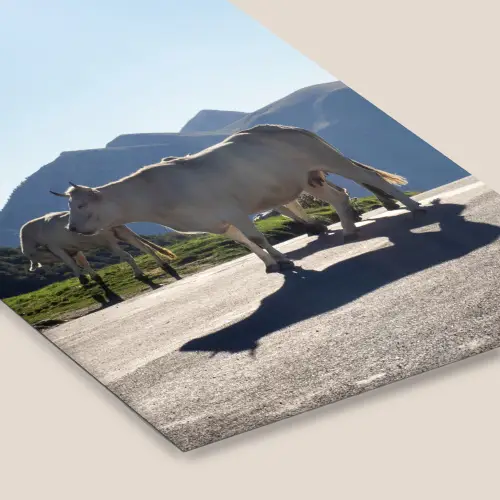 Schotse hooglander - Licht - Berg - Natuur fotolijst zwart zonder passe partout klein -zsfeer6