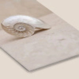 Schelp - Spiraal - Beige fotolijst zwart zonder passe partout klein -zsfeer6
