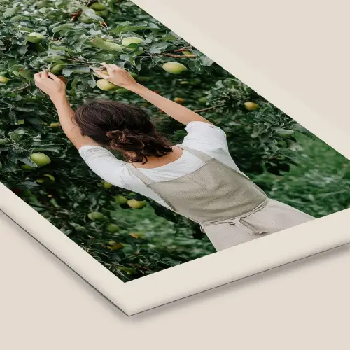 Boom - Appels - Plukken - Natuur fotolijst zwart zonder passe partout klein -zsfeer6