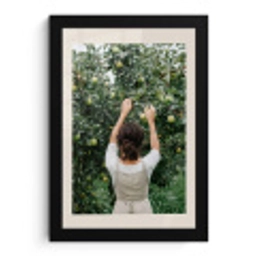 Boom - Appels - Plukken - Natuur fotolijst zwart zonder passe partout klein -3d