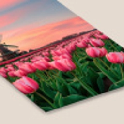 Tulpen - Molen - Nederland fotolijst zwart zonder passe partout klein -zsfeer6
