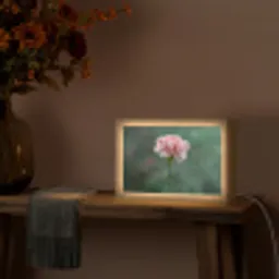 Anjer - Roze - Bloemblaadjes Light Box met kabel (Tafellamp) klein -sfeer4