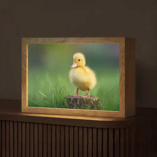 Kuiken - Eend - Geel - Gras Light Box met kabel (Tafellamp) klein -z3d_website