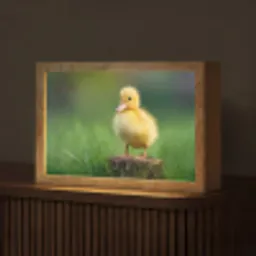 Kuiken - Eend - Geel - Gras Light Box met kabel (Tafellamp) klein -z3d_website