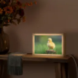 Kuiken - Eend - Geel - Gras Light Box met kabel (Tafellamp) klein -sfeer4