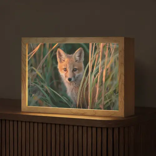 Vos - Oranje - Gras Light Box met kabel (Tafellamp) klein -z3d_website