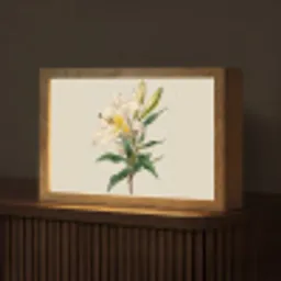 Lelie - Elegant - Botanisch - Beige Light Box met kabel (Tafellamp) klein -z3d_website