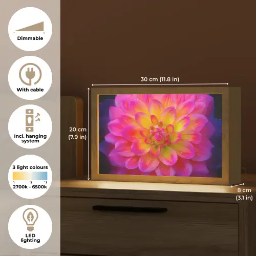 Roze - Dahlia - Kleurrijk Light Box met kabel (Tafellamp) klein -USP_EN