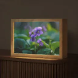 Viooltjes - Paars - Bloem - Bladeren Light Box met kabel (Tafellamp) klein -z3d_website