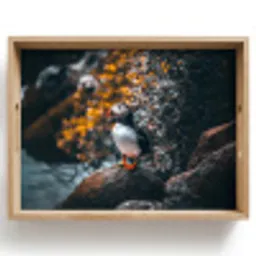 Papegaai - Vogel - Rots - Wit Dienblad Rechthoek middel -z3d_shopping