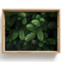 Sparrentakken - Knoppen - Naalden - Groen Dienblad Rechthoek middel -z3d_shopping