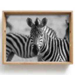 Zebra's - Zwart - Wit Dienblad Rechthoek middel -z3d_shopping