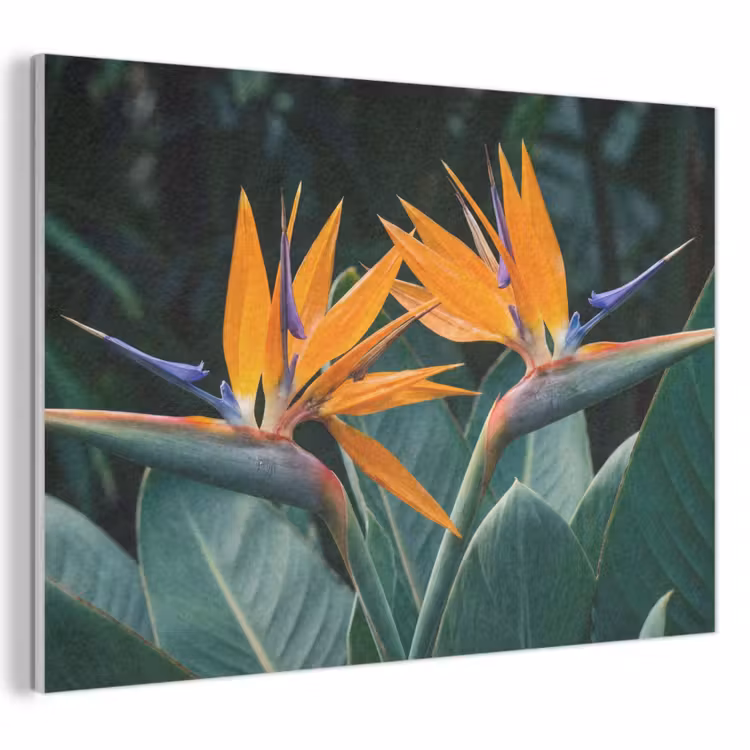 Acoustic Felt - Bird of paradise - Flower - Exotic — 1