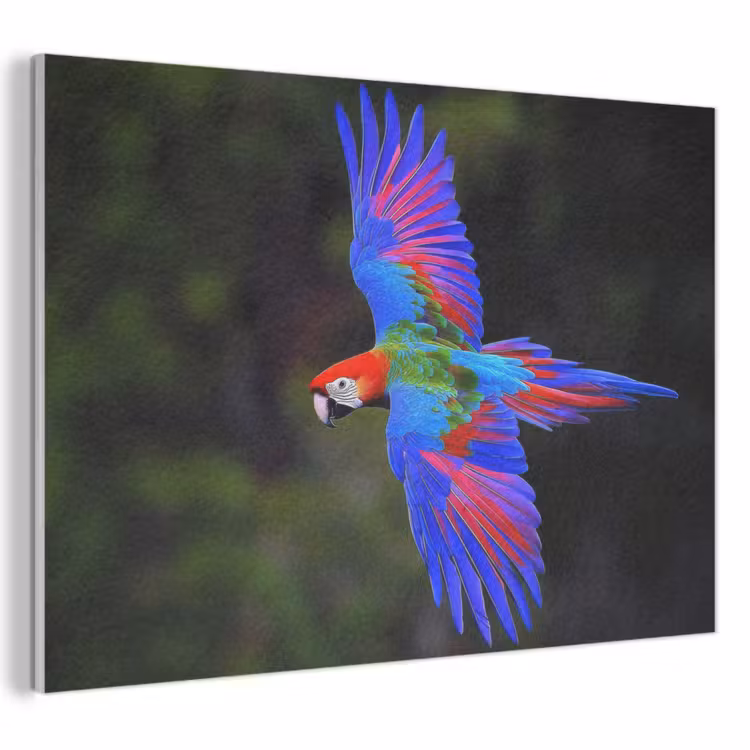 Acoustic Felt - Brightly colored - Parrot - Forest - Wings — 1