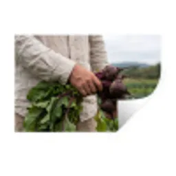 Bieten - Vers - Moestuin Muursticker klein -3d