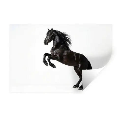 Zwart - Paard - Portret Muursticker klein -3d
