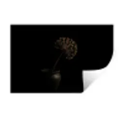 Bol - Gedroogd - Vaas - Zwart Muursticker klein -3d