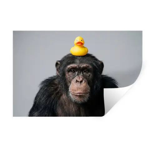 Chimpansee - Badeend - Grijs Muursticker klein -3d