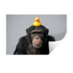 Chimpansee - Badeend - Grijs Muursticker klein -3d