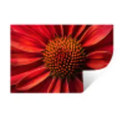 Close up - Bloem- Rood Muursticker klein -3d