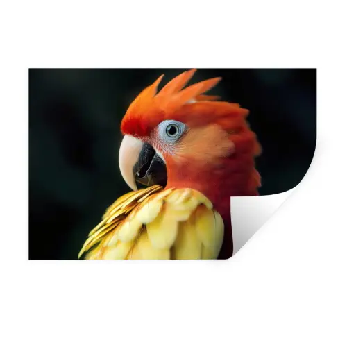 Close-up - Papegaai - Veren - Oranje Muursticker klein -3d