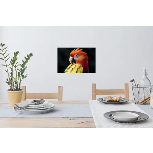 Close-up - Papegaai - Veren - Oranje Muursticker klein -eettafel