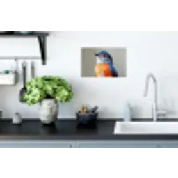Kleurrijk - Vogeltje - Veren - Blauw Muursticker klein -keuken