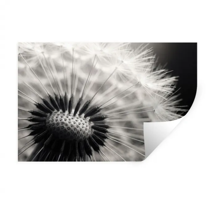 Paardenbloem - Zwart - Wit Muursticker klein -3d