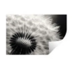 Paardenbloem - Zwart - Wit Muursticker klein -3d