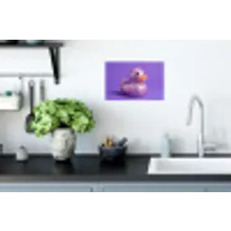 Disco - Eend - Paars Muursticker klein -keuken